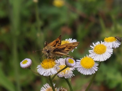 [The inner part of the wing has very dark marks against the mustard color of the rest of the butterfly. This butterfly is sitting with its tongue extended on the yellow center of a many-petaled flower.]